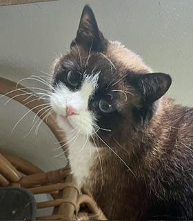 Enlarge Dahlia, a Adoptable mixed breed in Bow, WA image 6/6