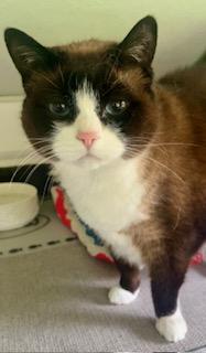 Enlarge Dahlia, a Adoptable mixed breed in Bow, WA image 5/6