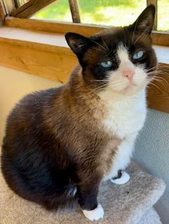 Dahlia, ADOPTABLE, Adult Female Snowshoe & Siamese.