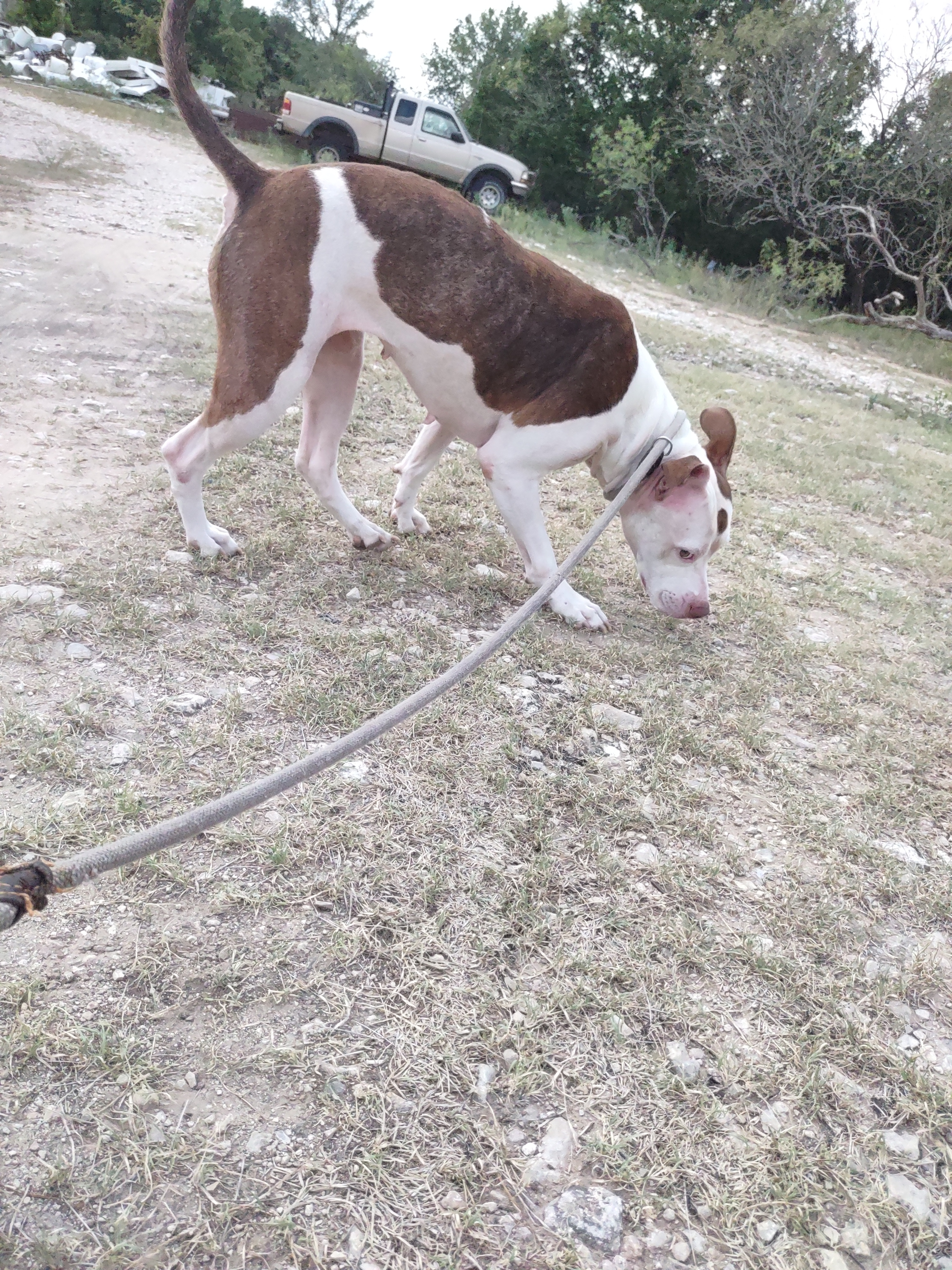 Enlarge Isabella, a Adoptable American Staffordshire Terrier in Kempner, TX image 10/12