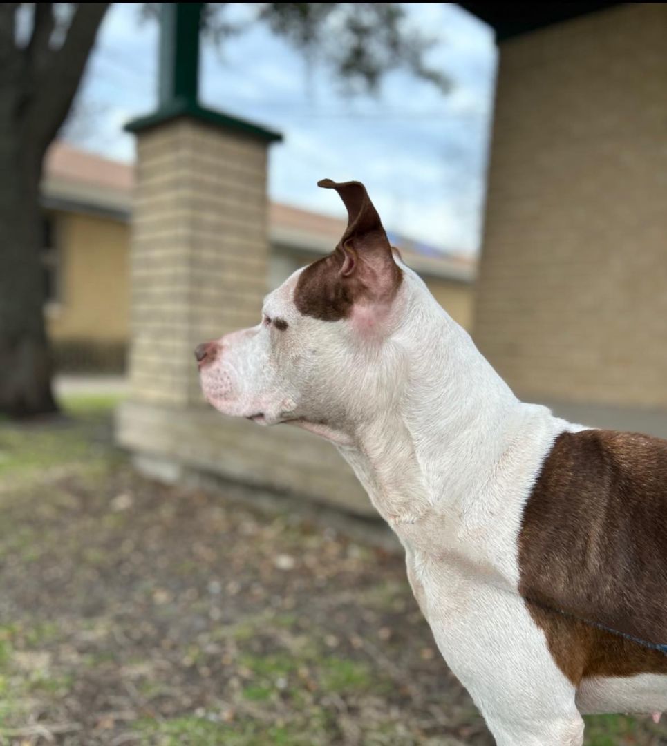 Enlarge Isabella, a Adoptable American Staffordshire Terrier in Kempner, TX image 8/12