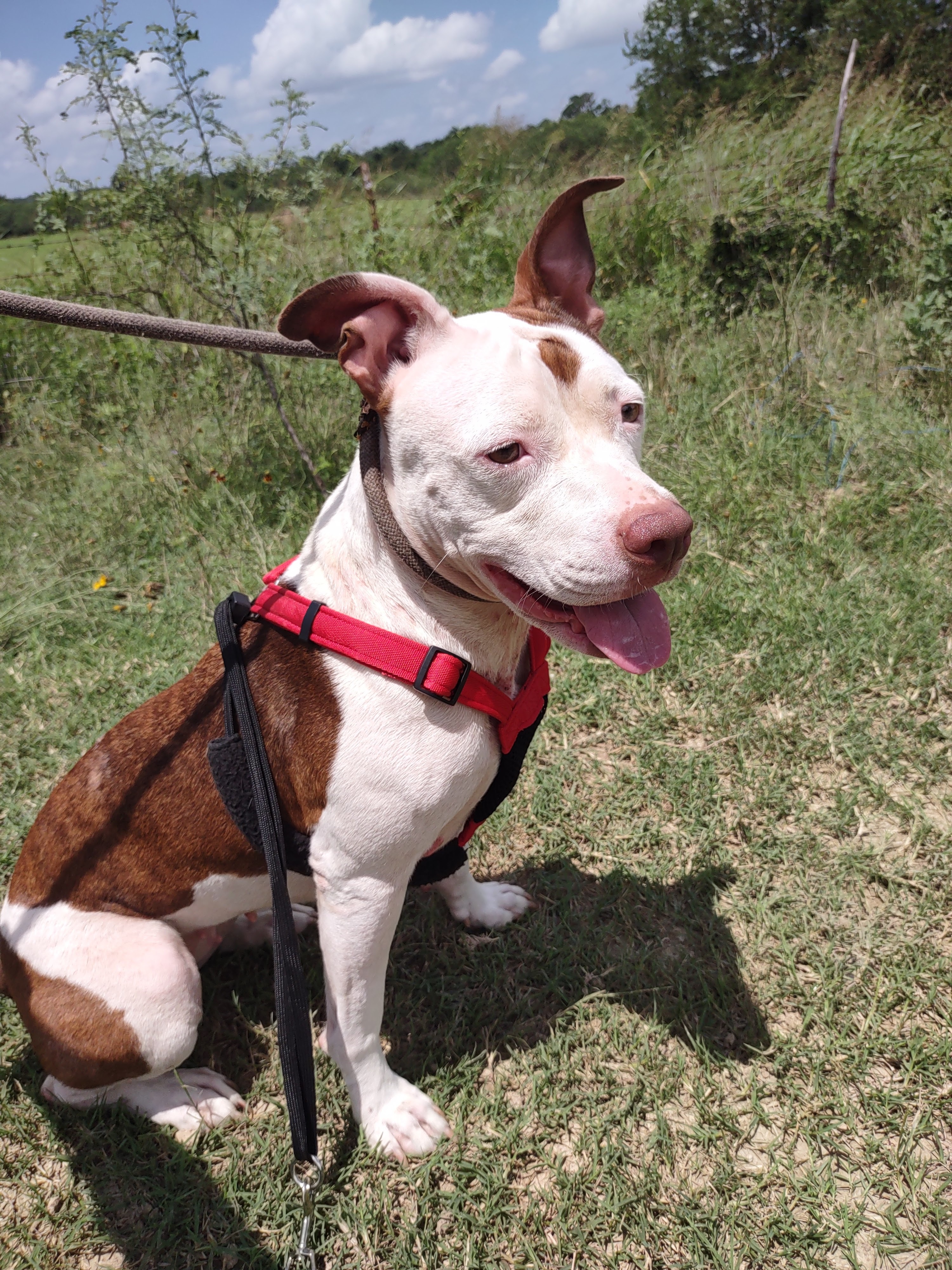 Enlarge Isabella, a Adoptable American Staffordshire Terrier in Kempner, TX image 11/12