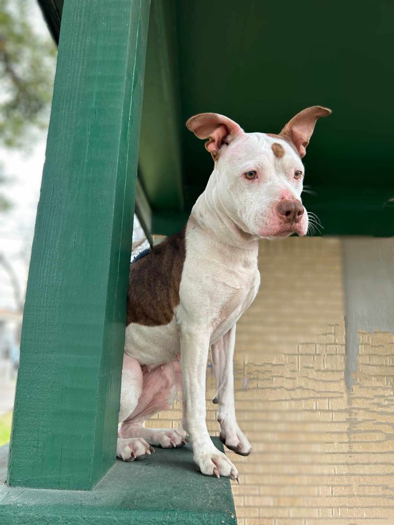 Enlarge Isabella, a Adoptable American Staffordshire Terrier in Kempner, TX image 1/12