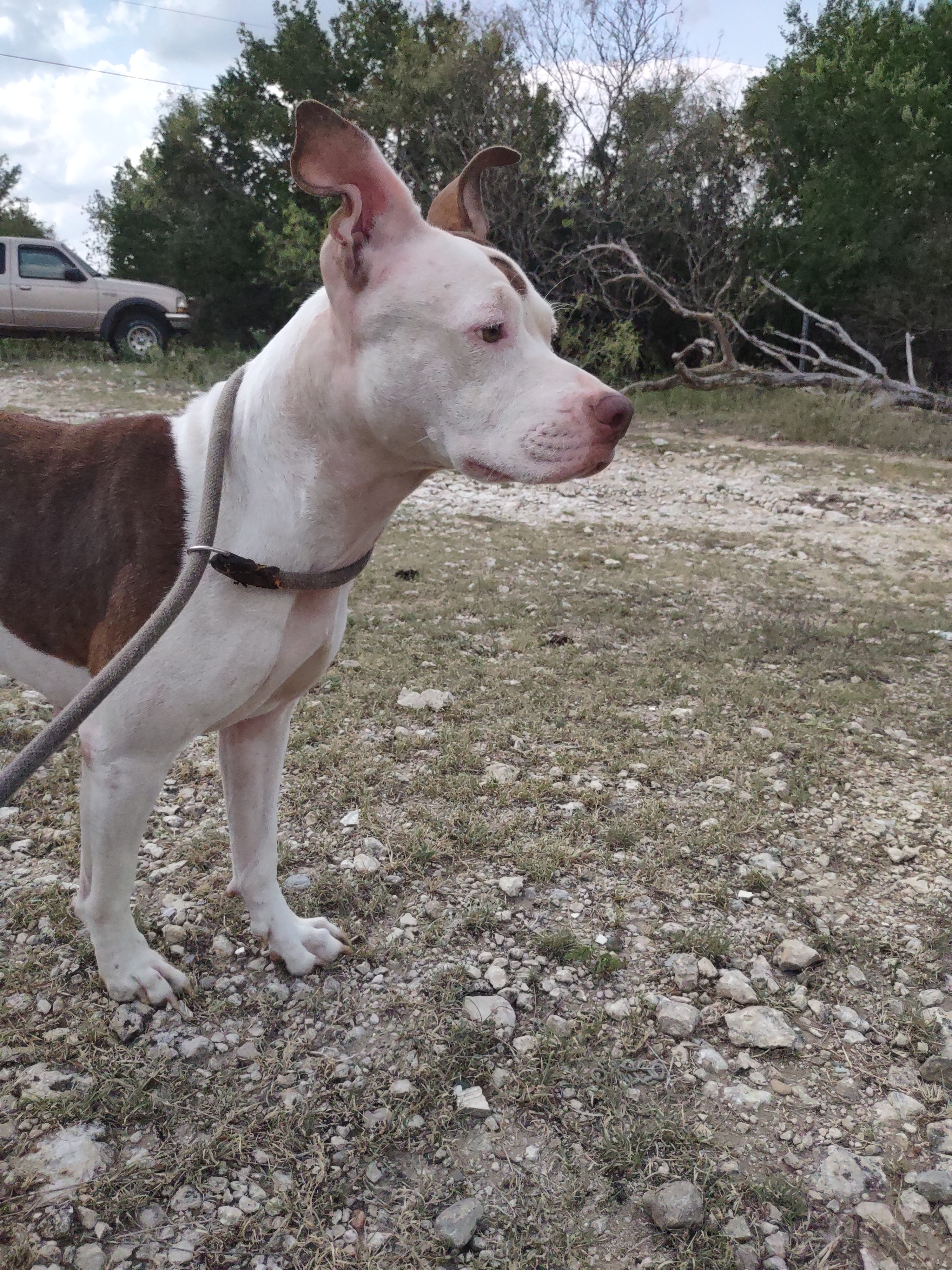 Enlarge Isabella, a Adoptable American Staffordshire Terrier in Kempner, TX image 12/12