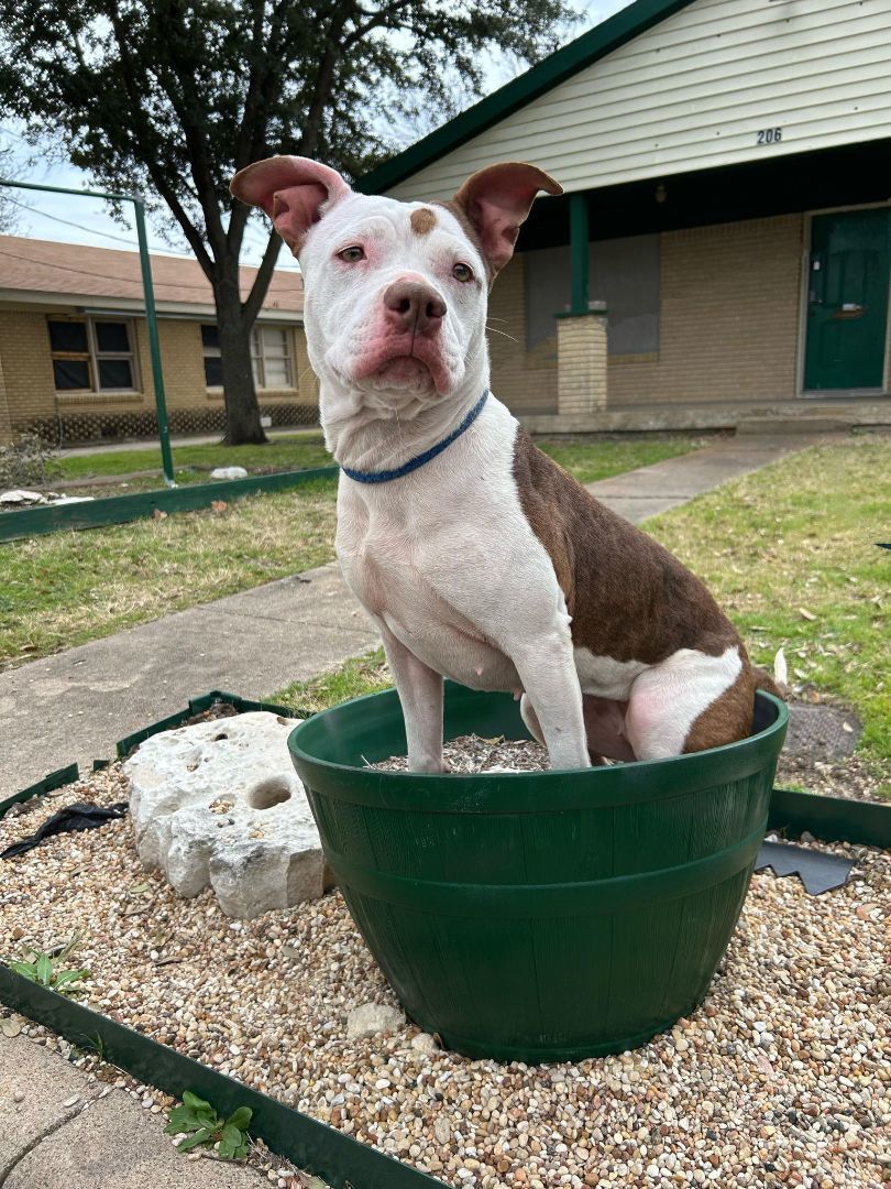 Enlarge Isabella, a Adoptable American Staffordshire Terrier in Kempner, TX image 9/12