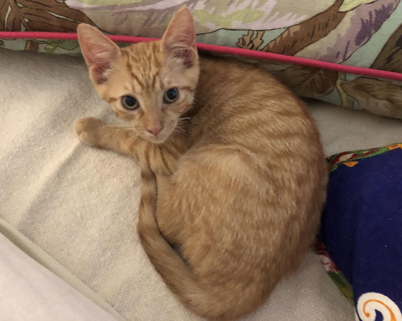 Beetle, a Adopted Tabby in Orlando, FL image 3/3