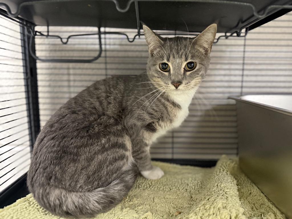 Marionette, Adoptable, Young Female Domestic Short Hair.