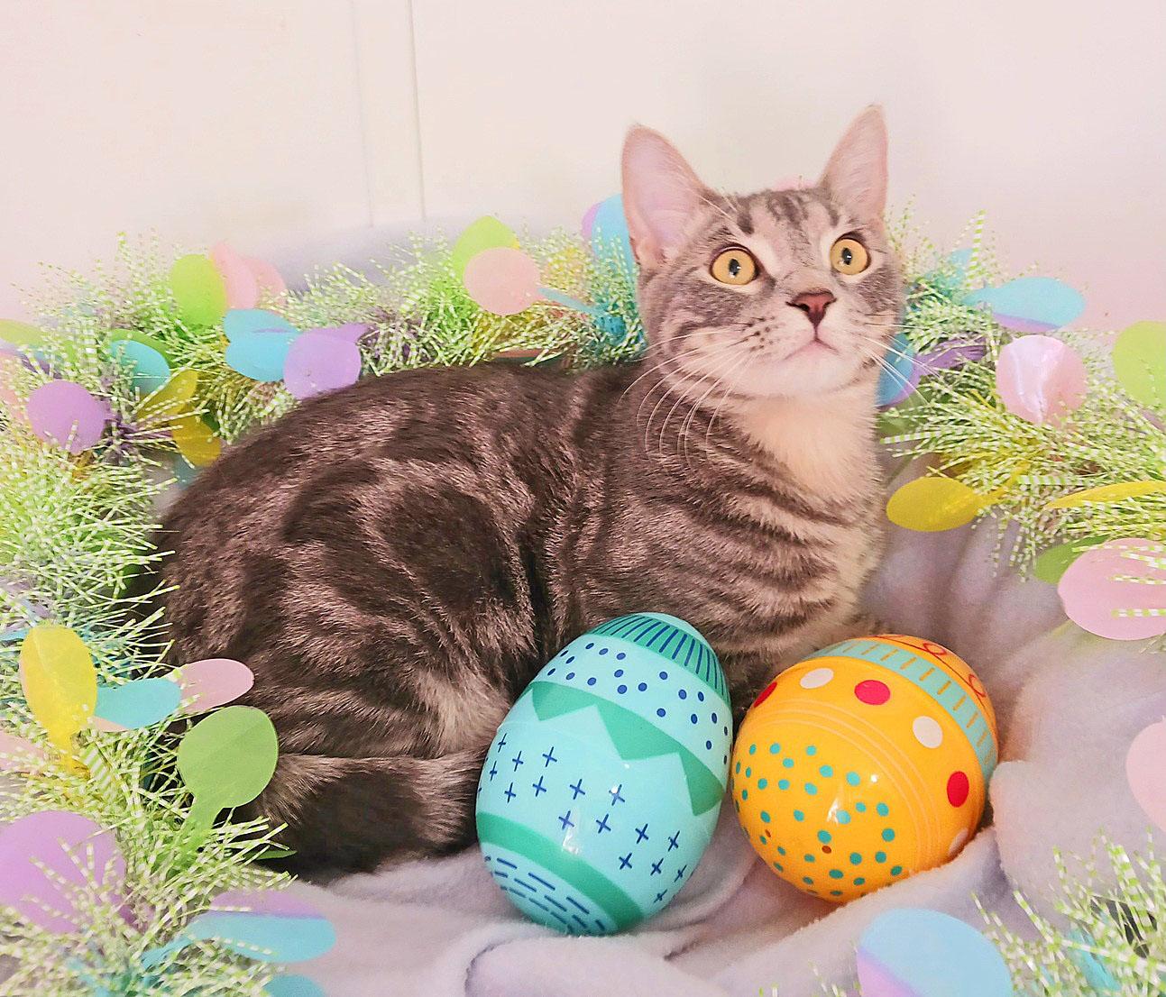 Enlarge Miles Benjamin Sterling, a ADOPTABLE mixed breed in Mesa, AZ image 1/3