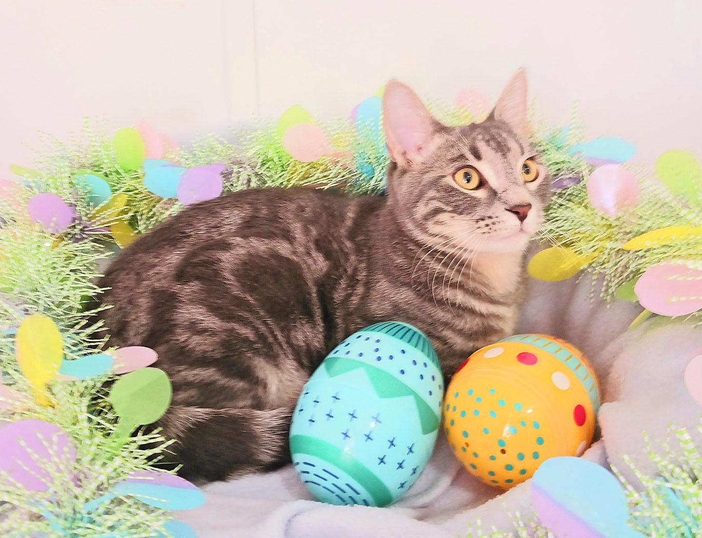 Enlarge Miles Benjamin Sterling, a ADOPTABLE mixed breed in Mesa, AZ image 3/3