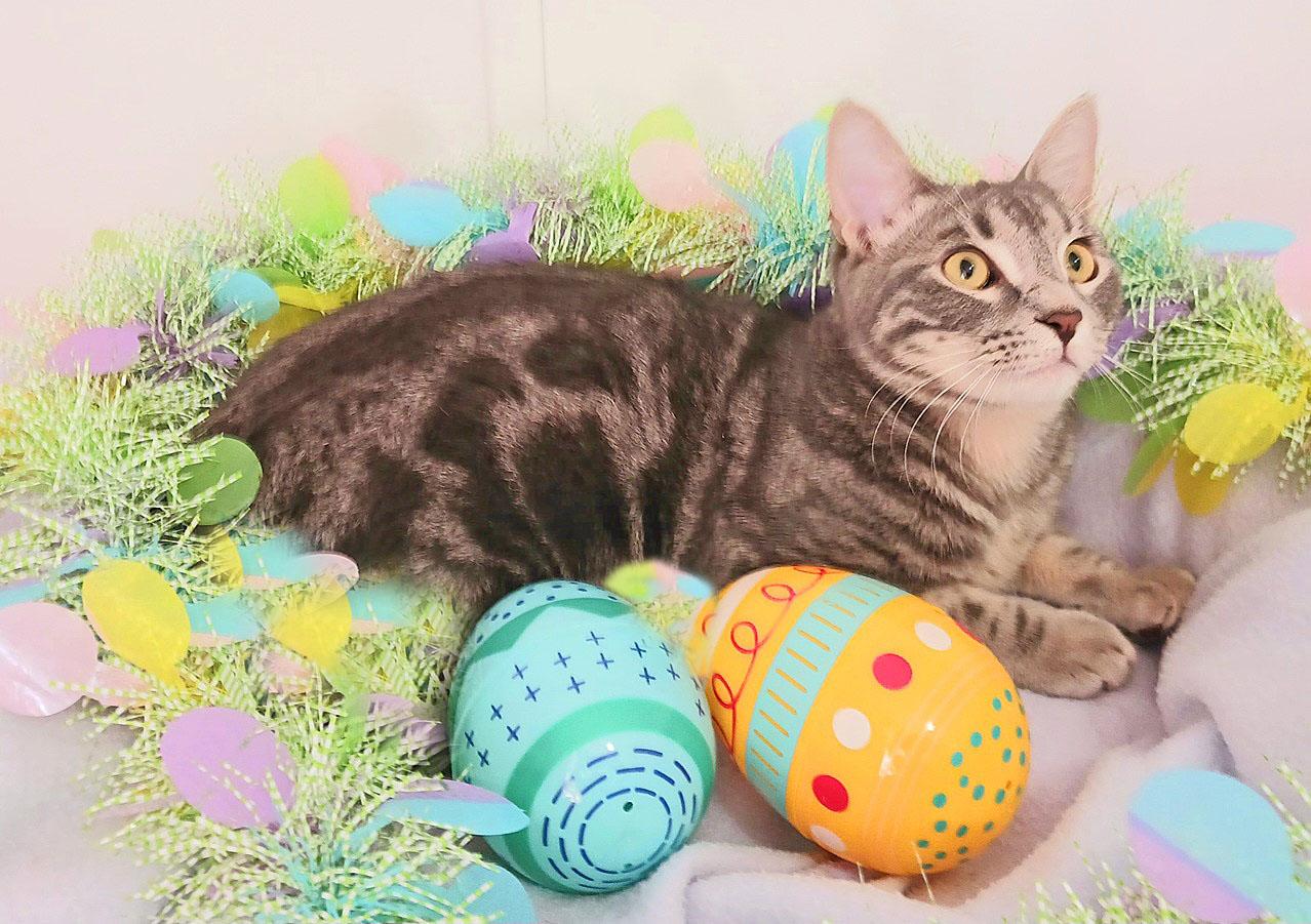 Enlarge Miles Benjamin Sterling, a ADOPTABLE mixed breed in Mesa, AZ image 2/3