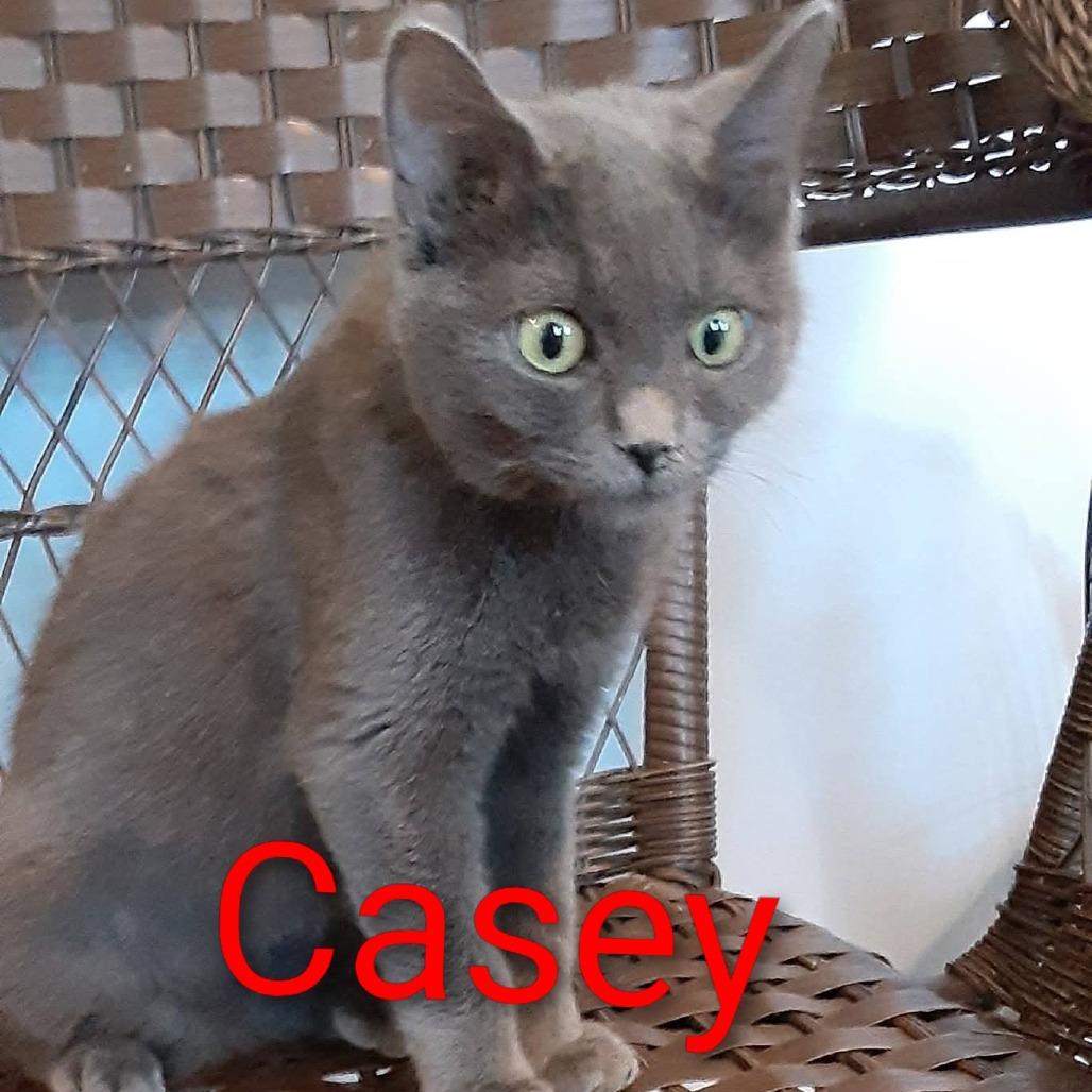 Casey, Adoptable, Young Female Domestic Short Hair.