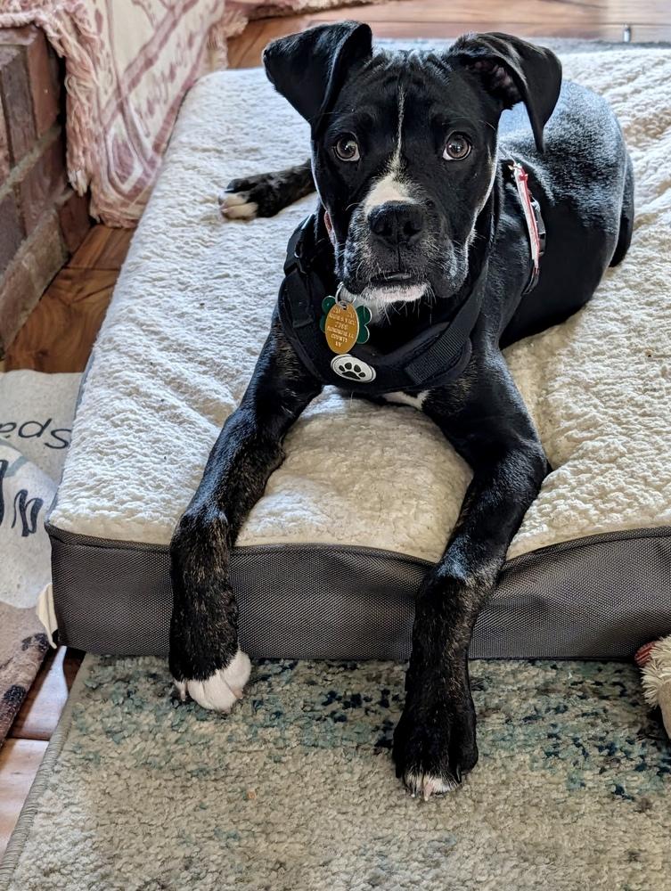 Kane, Adoptable, Puppy Male Boxer.