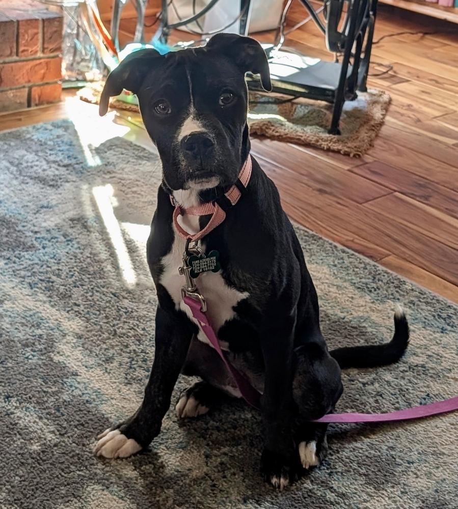 Enlarge Kane, a Adoptable mixed breed in Springdale, PA image 2/5