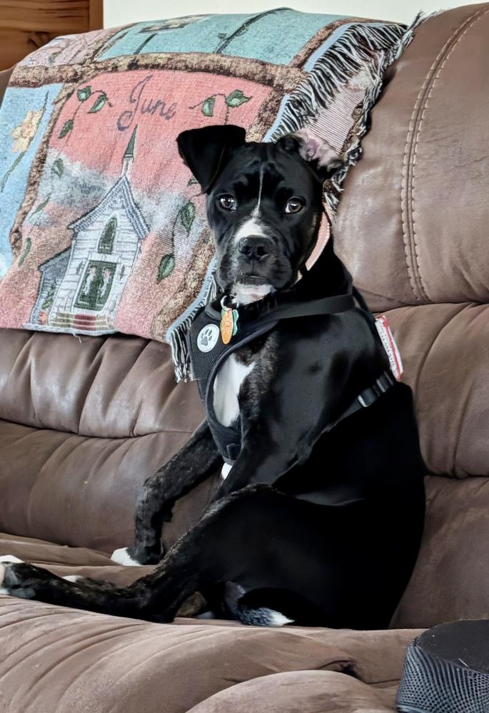 Enlarge Kane, a Adoptable mixed breed in Springdale, PA image 3/5