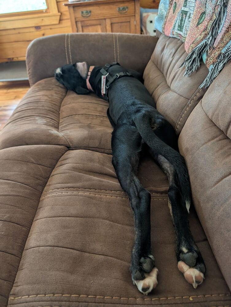 Enlarge Kane, a Adoptable mixed breed in Springdale, PA image 4/5