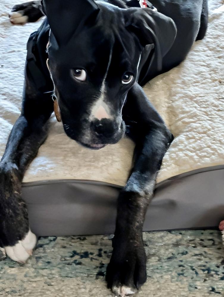 Enlarge Kane, a Adoptable mixed breed in Springdale, PA image 5/5