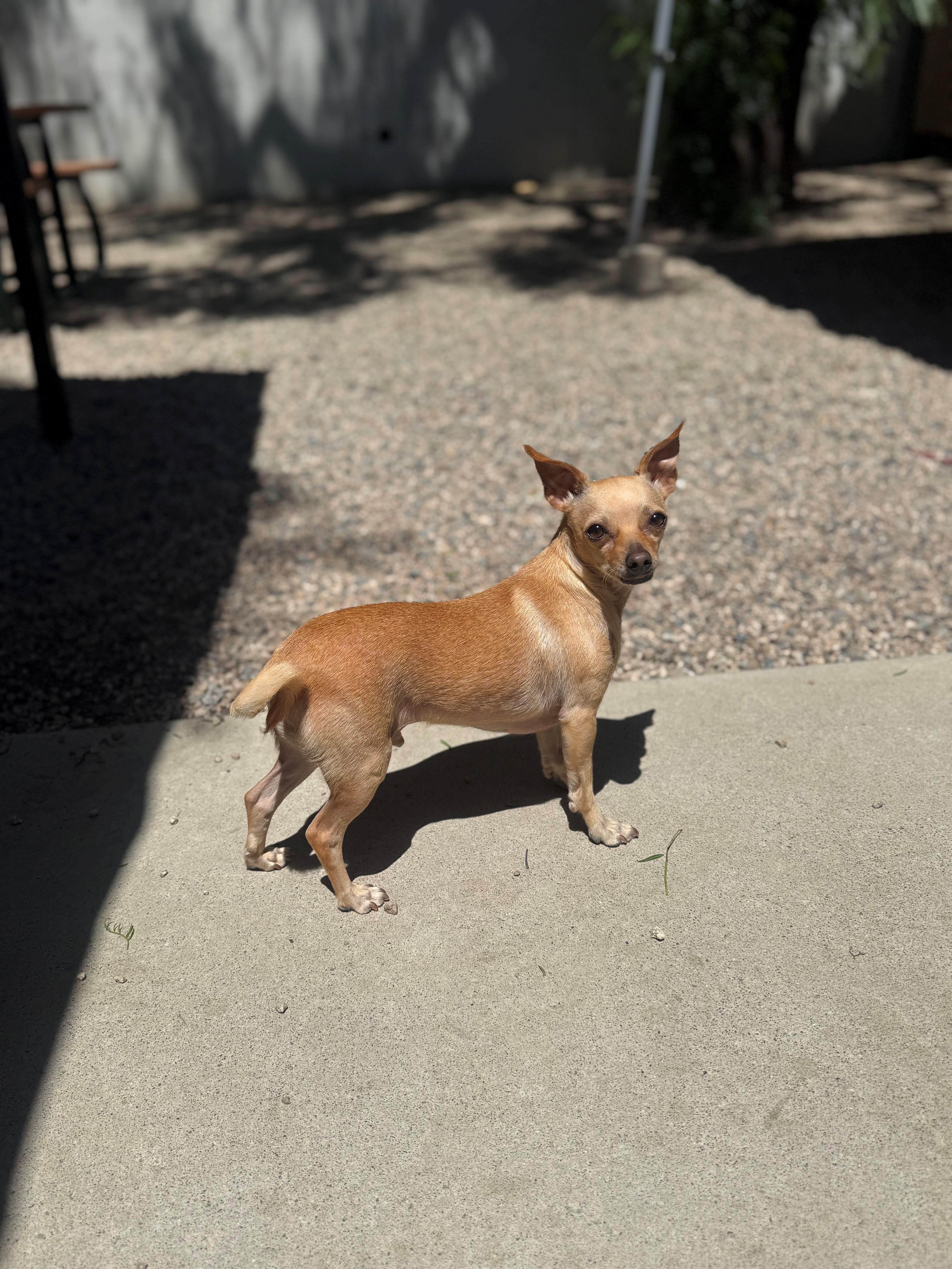 Enlarge Tater, a ADOPTABLE Chihuahua in Laguna Beach, CA image 2/2