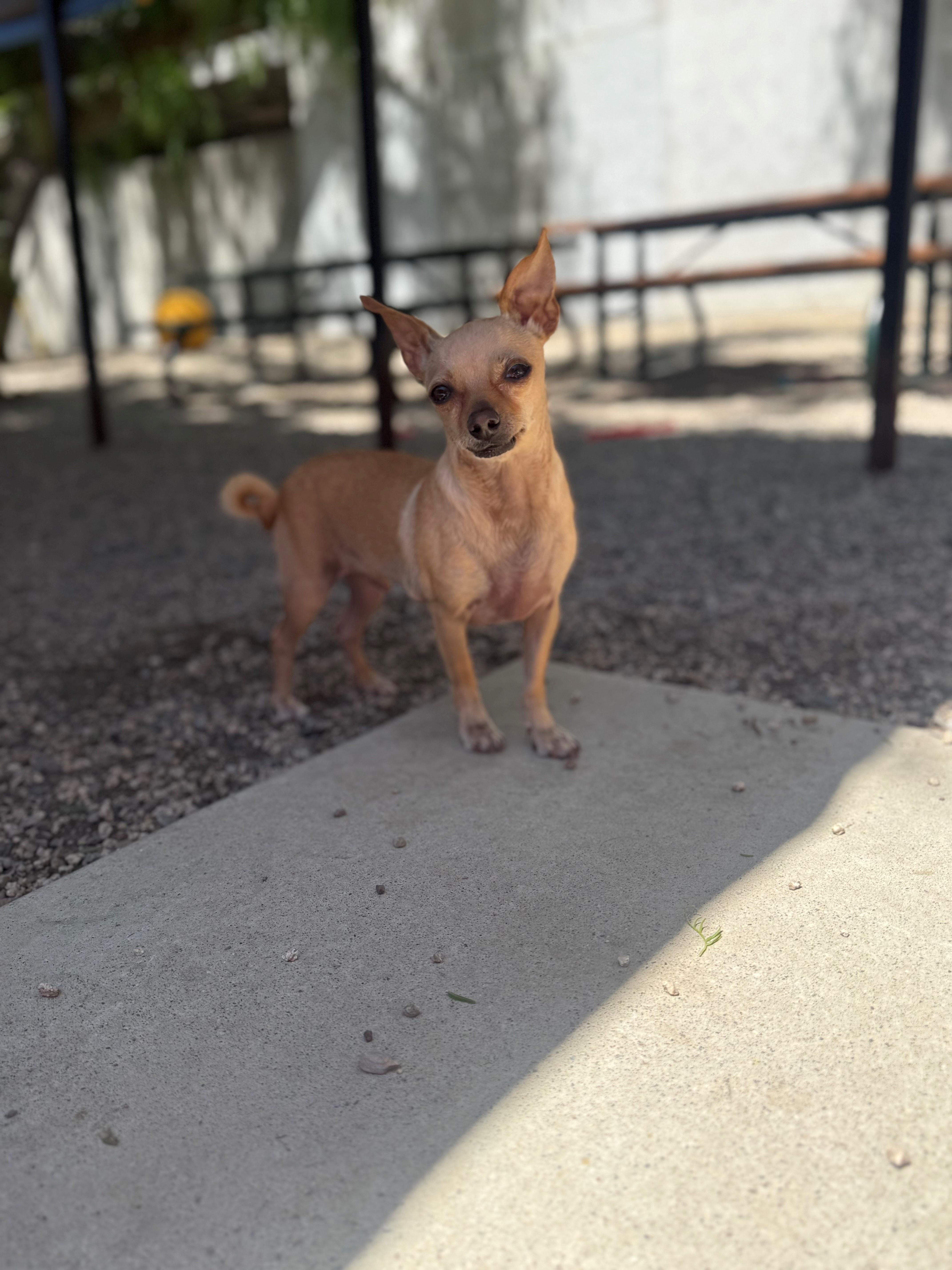 Tater, ADOPTABLE, Adult Male Chihuahua.