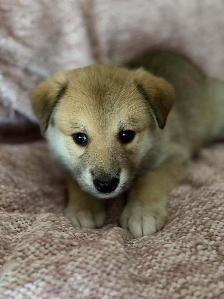 Enlarge 26-096 Grumpy, a Adoptable mixed breed in Richardson, TX image 1/6