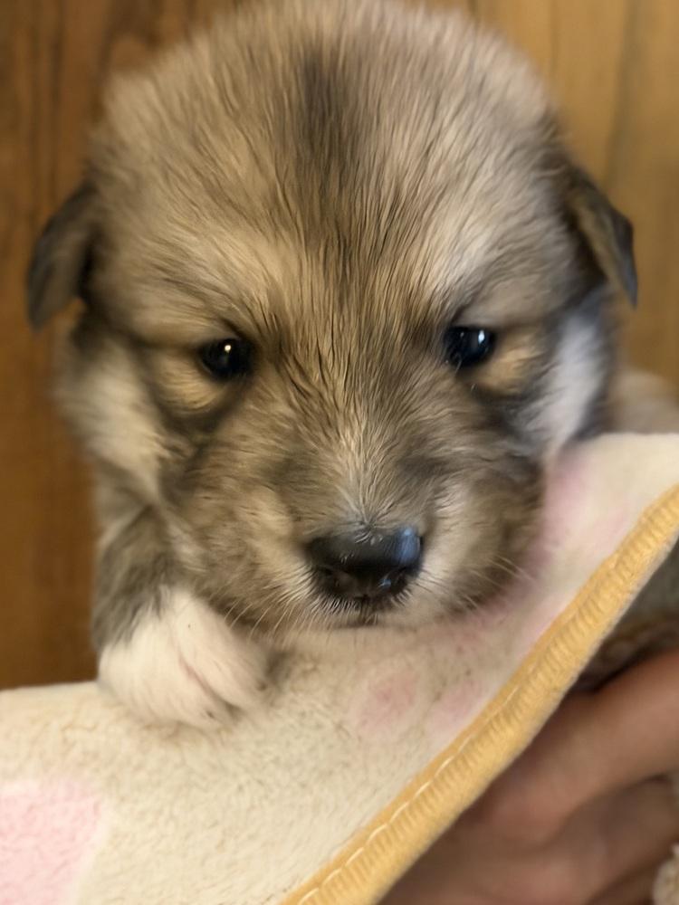 Enlarge 26-096 Grumpy, a Adoptable mixed breed in Richardson, TX image 3/6