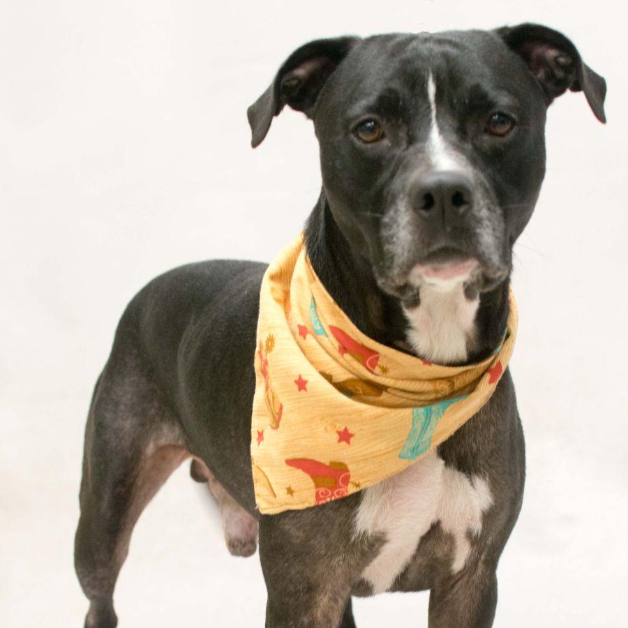Enlarge Rocky, a Adoptable mixed breed in Sanford, FL image 3/3
