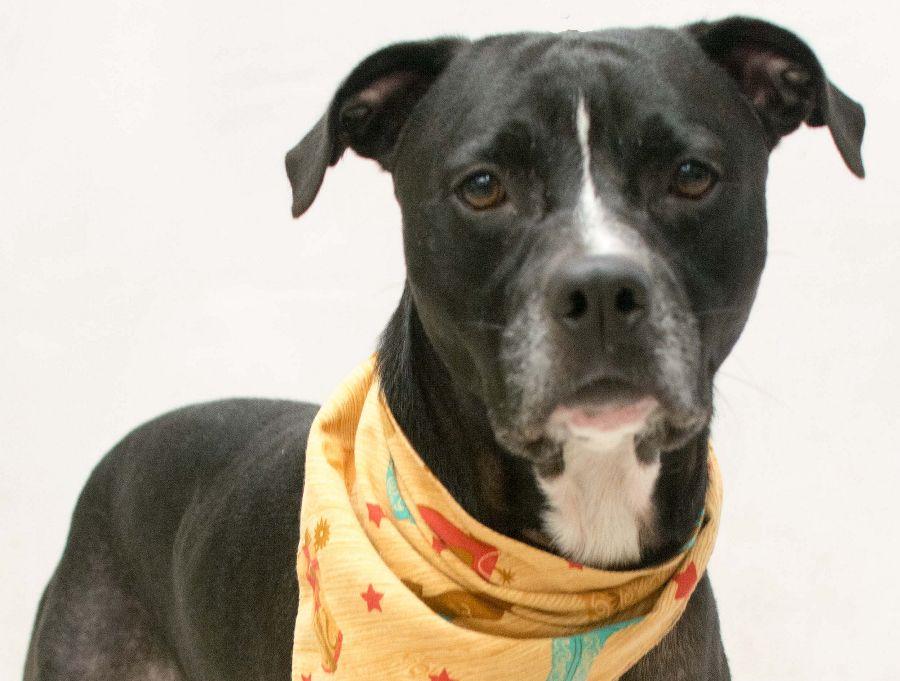 Rocky, Adoptable, Young Male Terrier.