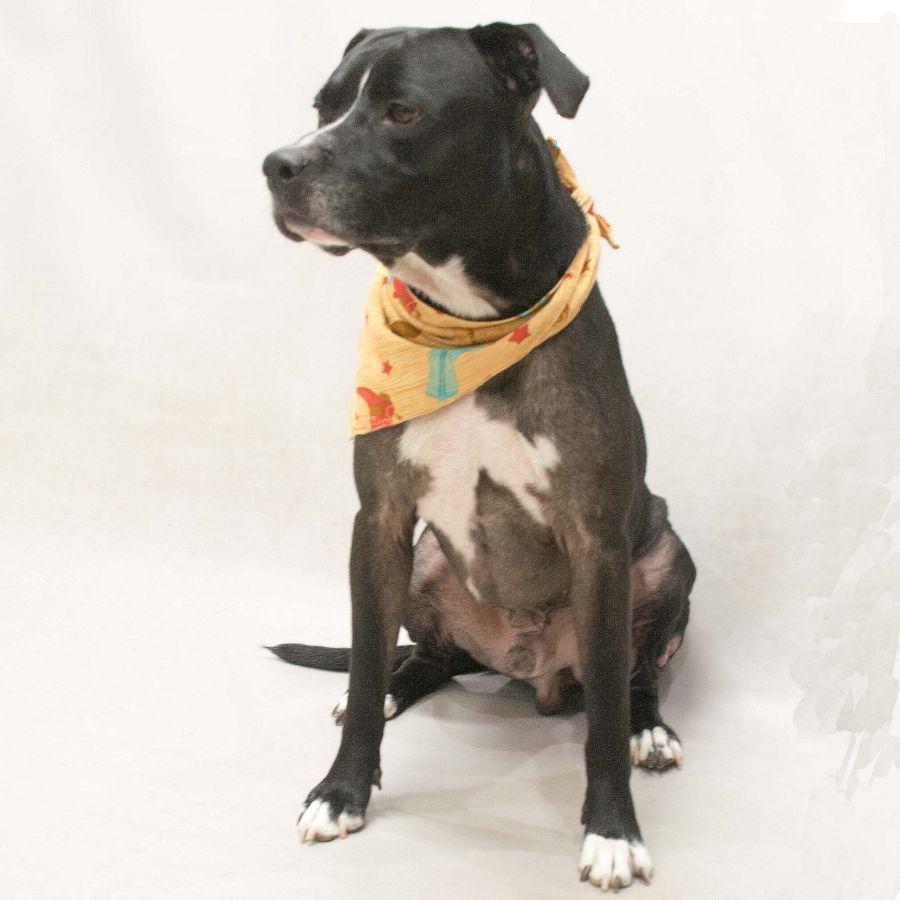 Enlarge Rocky, a Adoptable mixed breed in Sanford, FL image 2/3
