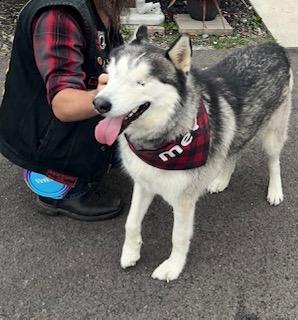 Enlarge Sitka, a Adoptable Siberian Husky in Washington Court House, OH image 1/6