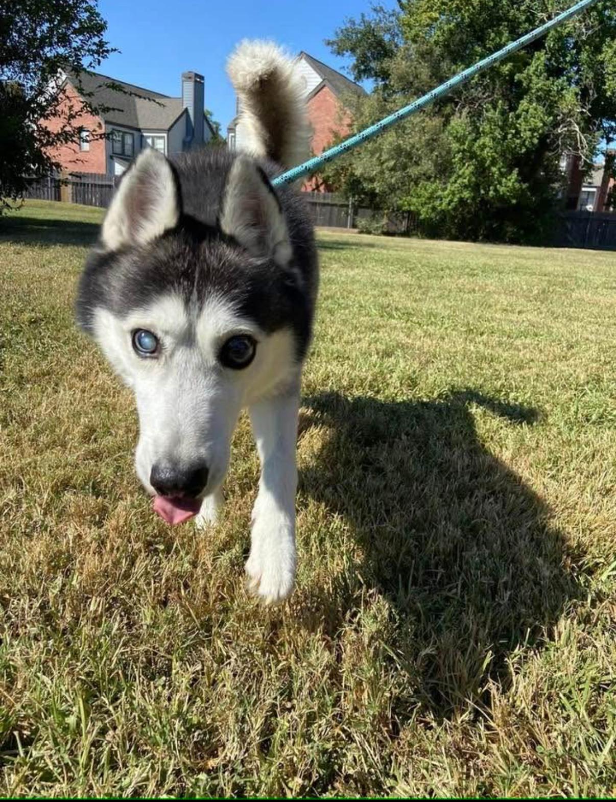 Enlarge Sitka, a Adoptable Siberian Husky in Washington Court House, OH image 6/6