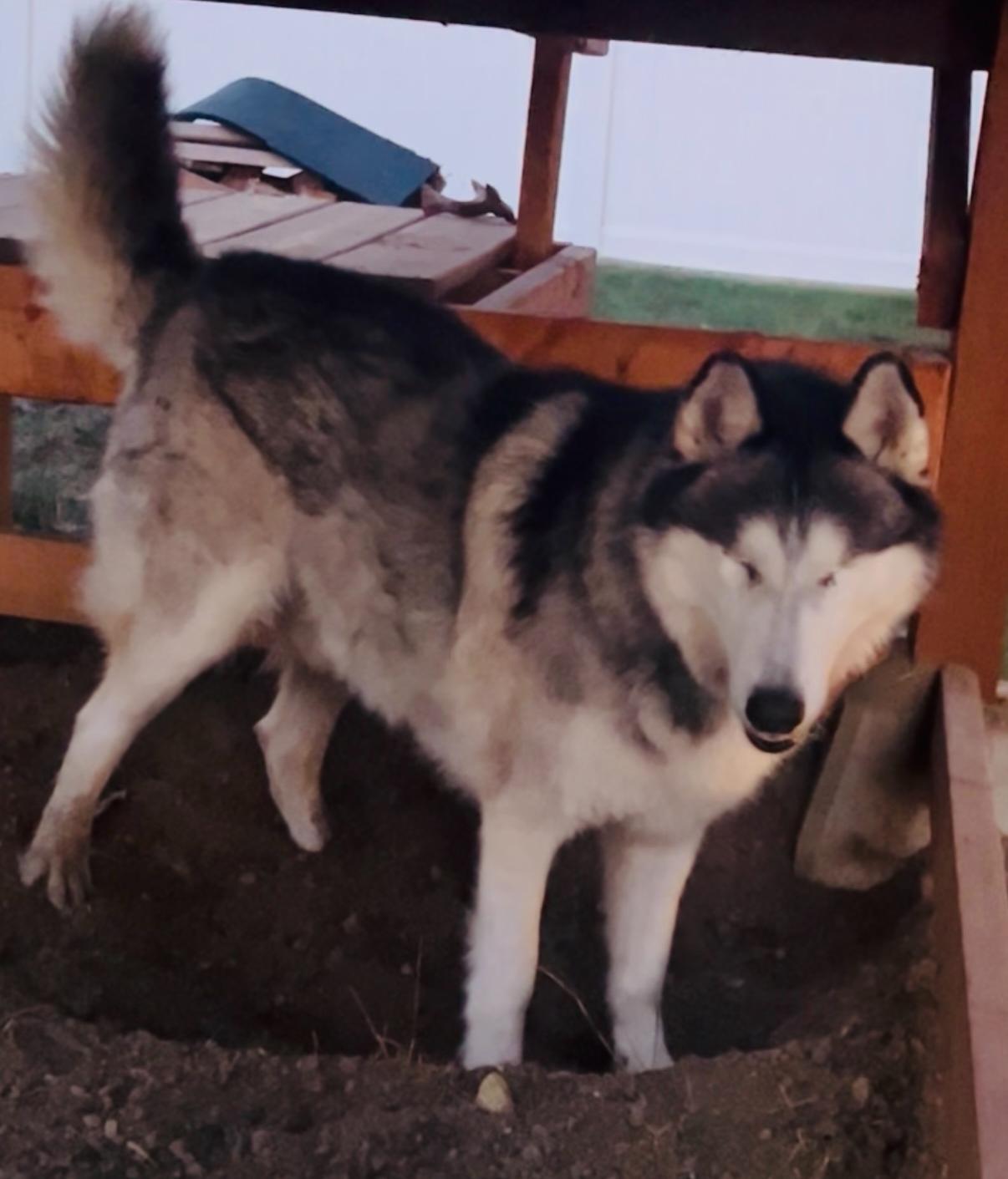 Enlarge Sitka, a Adoptable Siberian Husky in Washington Court House, OH image 3/6
