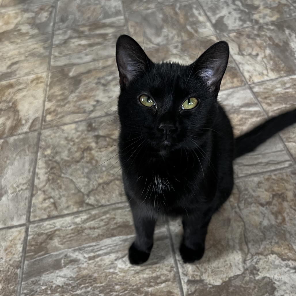 Church, Adoptable, Young Female Domestic Short Hair.