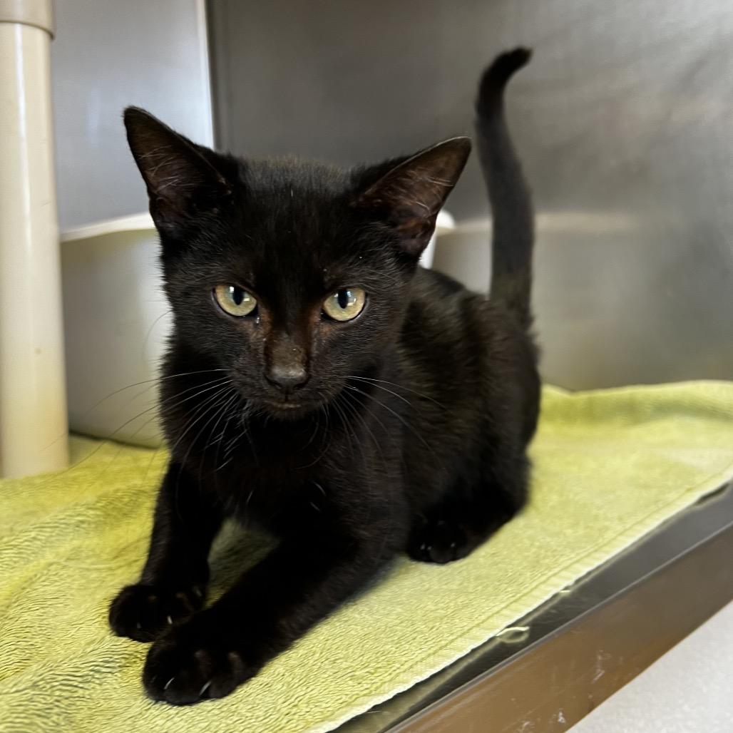 Enlarge Church, a Adoptable Domestic Short Hair in Harrisville, WV image 2/2