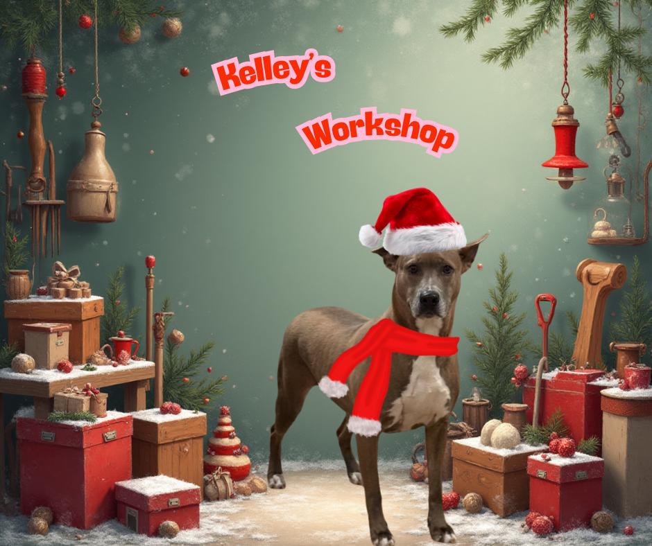 Kelley, Adoptable, Adult Female Labrador Retriever & American Staffordshire Terrier.