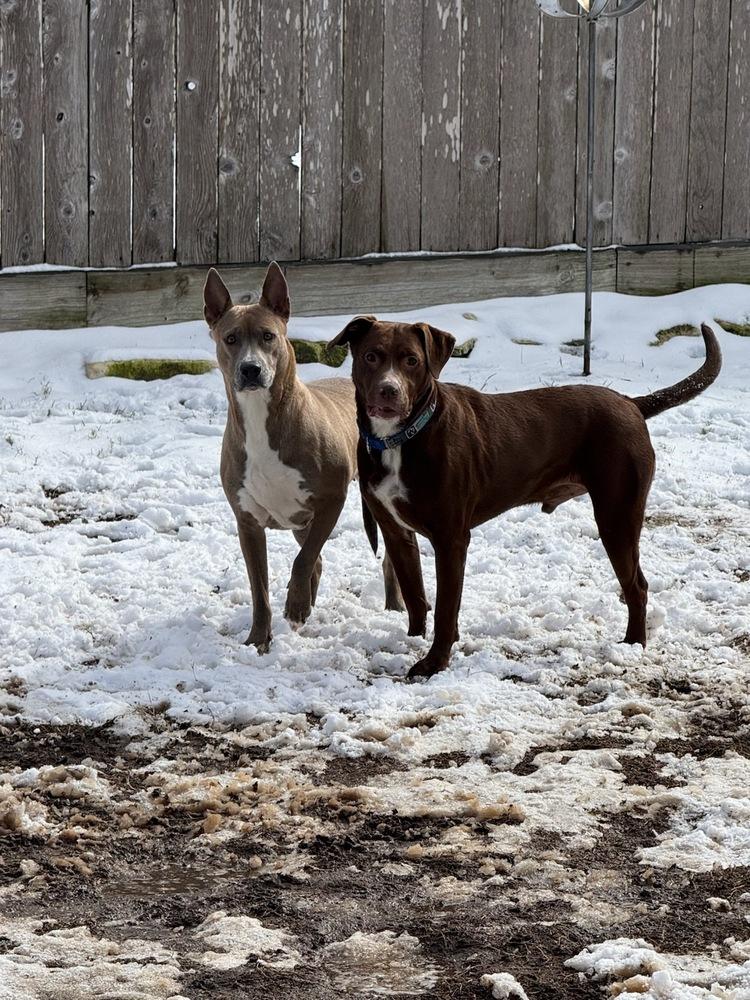 Enlarge Kelley, a Adoptable mixed breed in Richmond, TX image 2/4