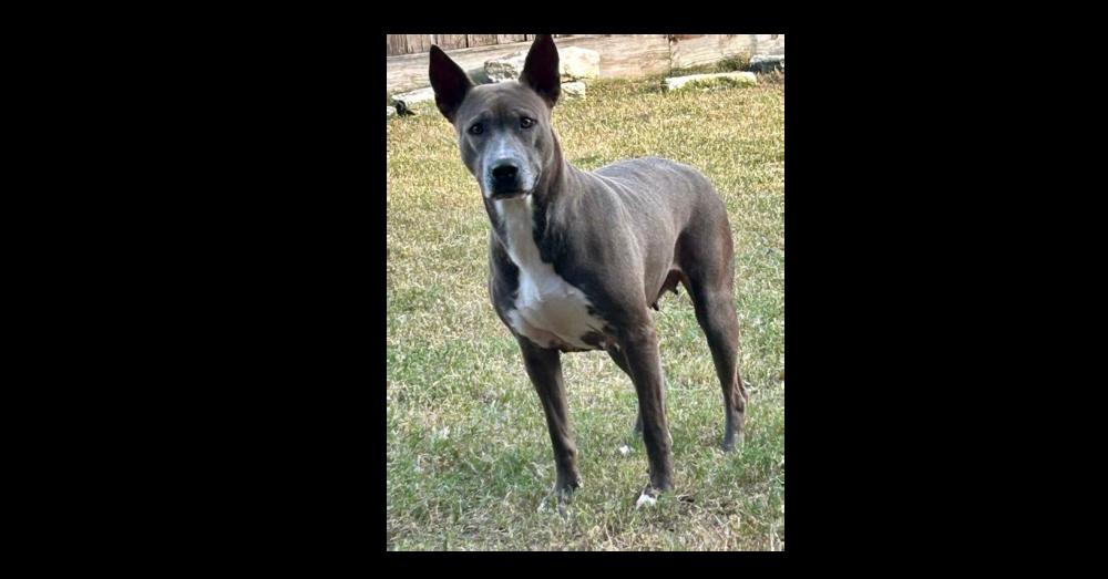Enlarge Kelley, a Adoptable mixed breed in Richmond, TX image 3/4