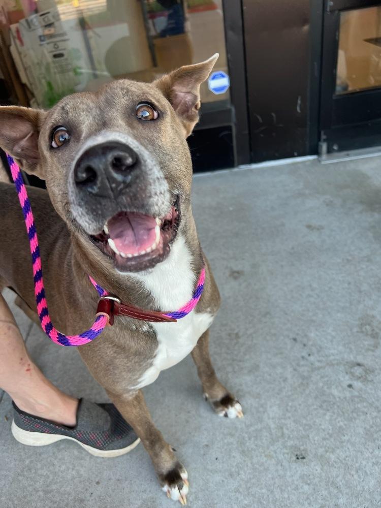Enlarge Kelley, a Adoptable mixed breed in Richmond, TX image 4/4
