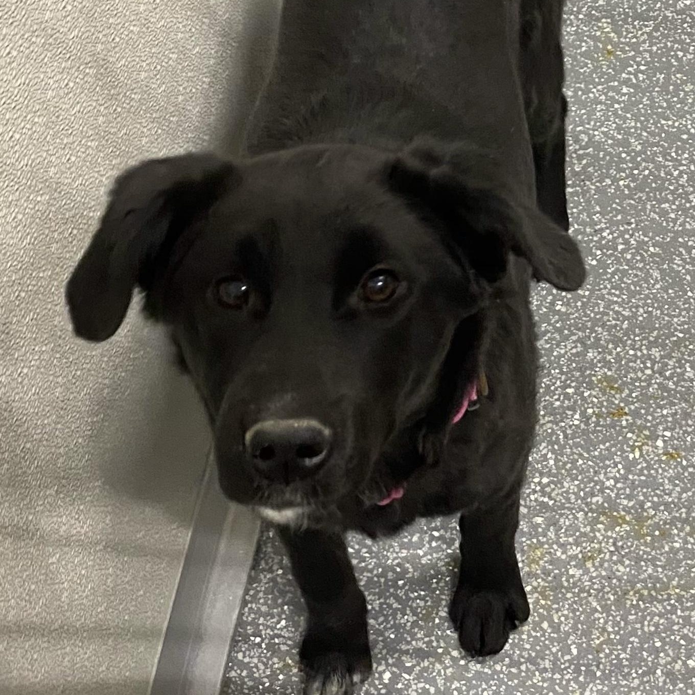 Enlarge Guilia, a ADOPTABLE mixed breed in Las Vegas, NV image 1/1