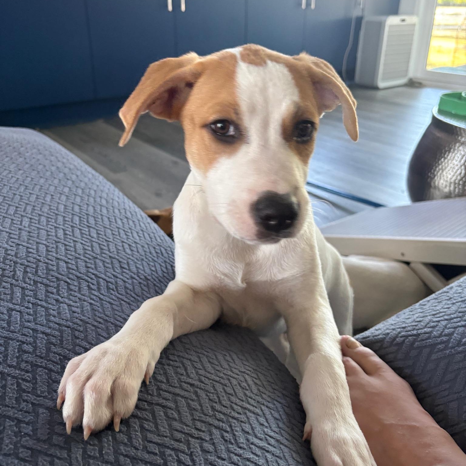 Jason, Adoptable, Puppy Male Pit Bull Terrier.