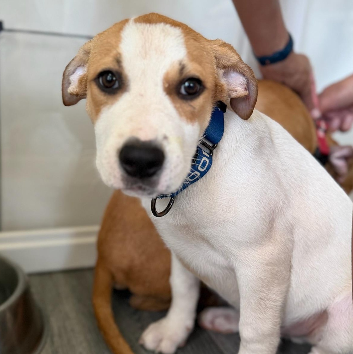 Enlarge Jason, a Adoptable mixed breed in Charlotte, NC image 2/4