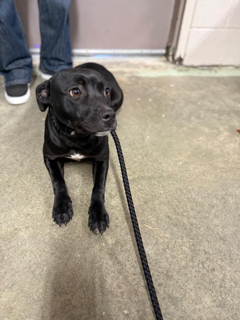 Enlarge May Martha, a Adoptable mixed breed in Murray, KY image 1/1