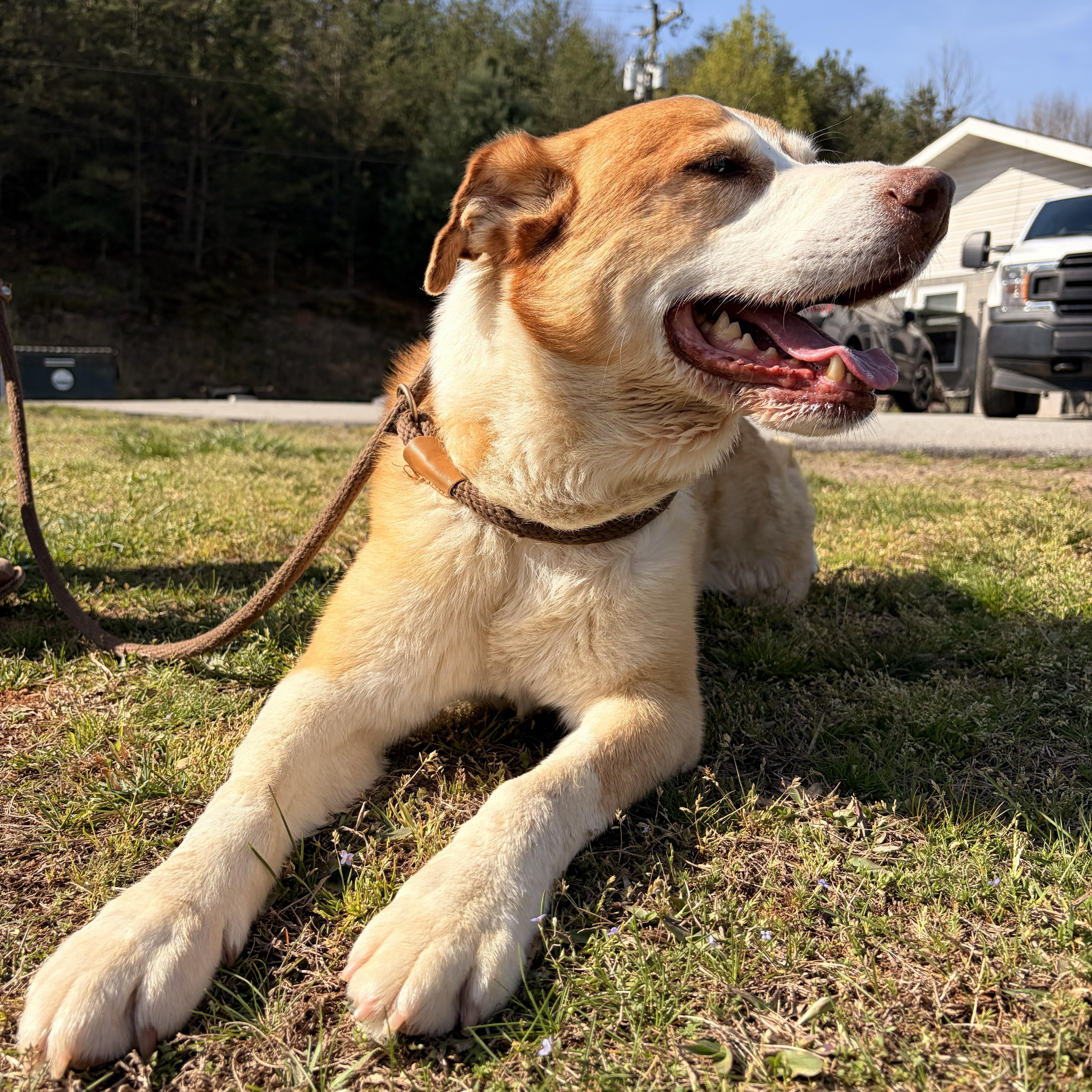 Enlarge Mooney, a ADOPTABLE mixed breed in Franklin, NC image 2/6