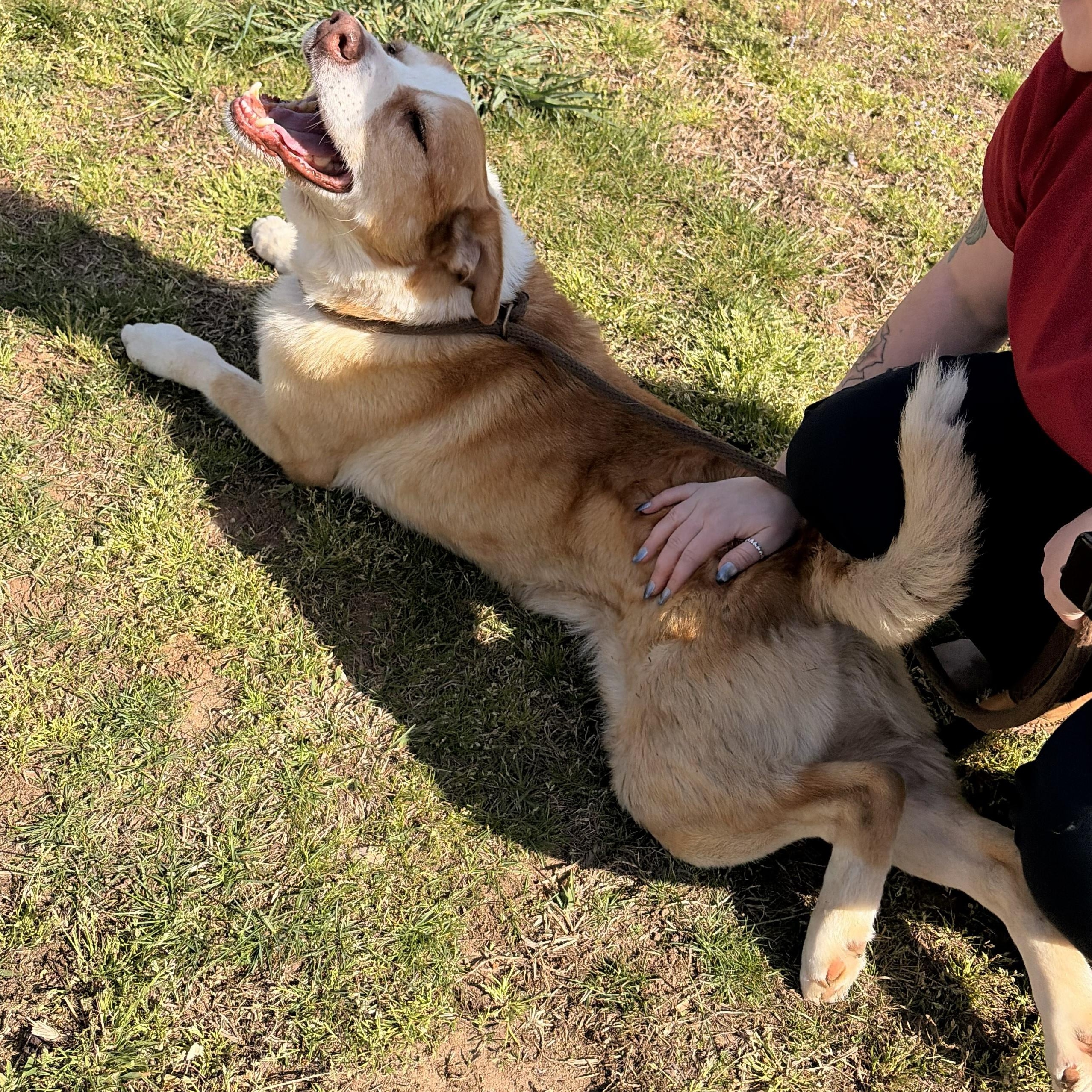 Enlarge Mooney, a ADOPTABLE mixed breed in Franklin, NC image 5/6