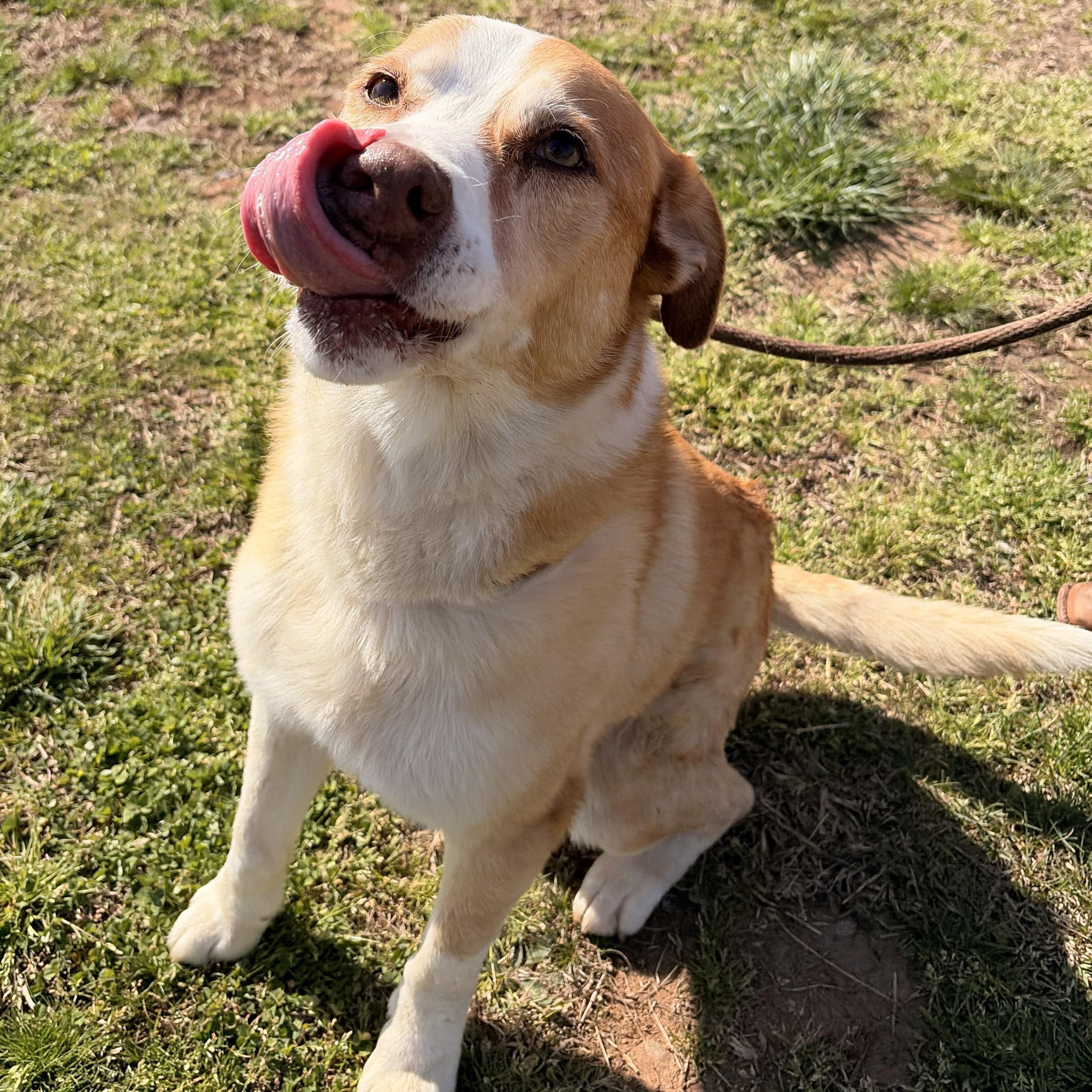 Enlarge Mooney, a ADOPTABLE mixed breed in Franklin, NC image 4/6
