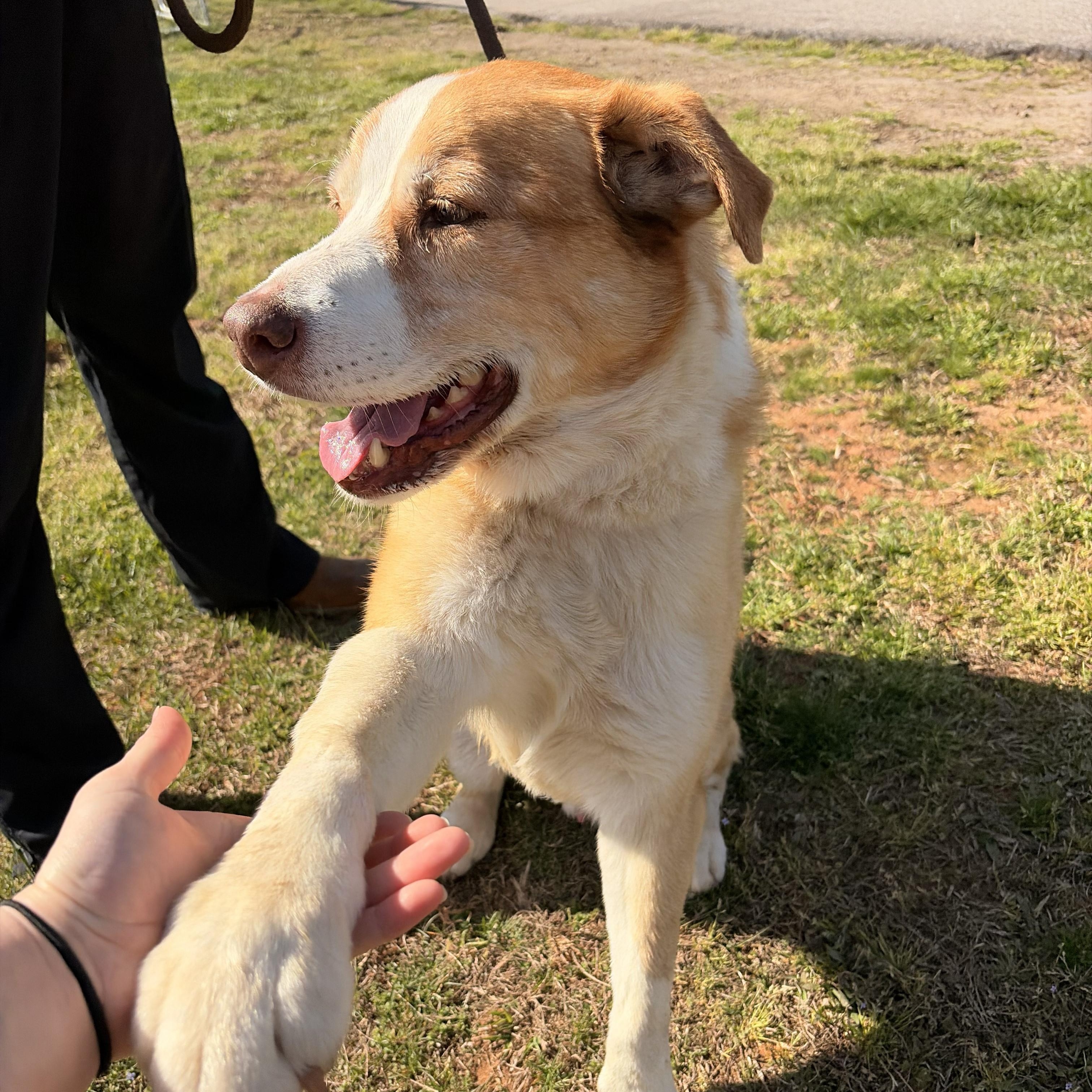 Enlarge Mooney, a ADOPTABLE mixed breed in Franklin, NC image 3/6