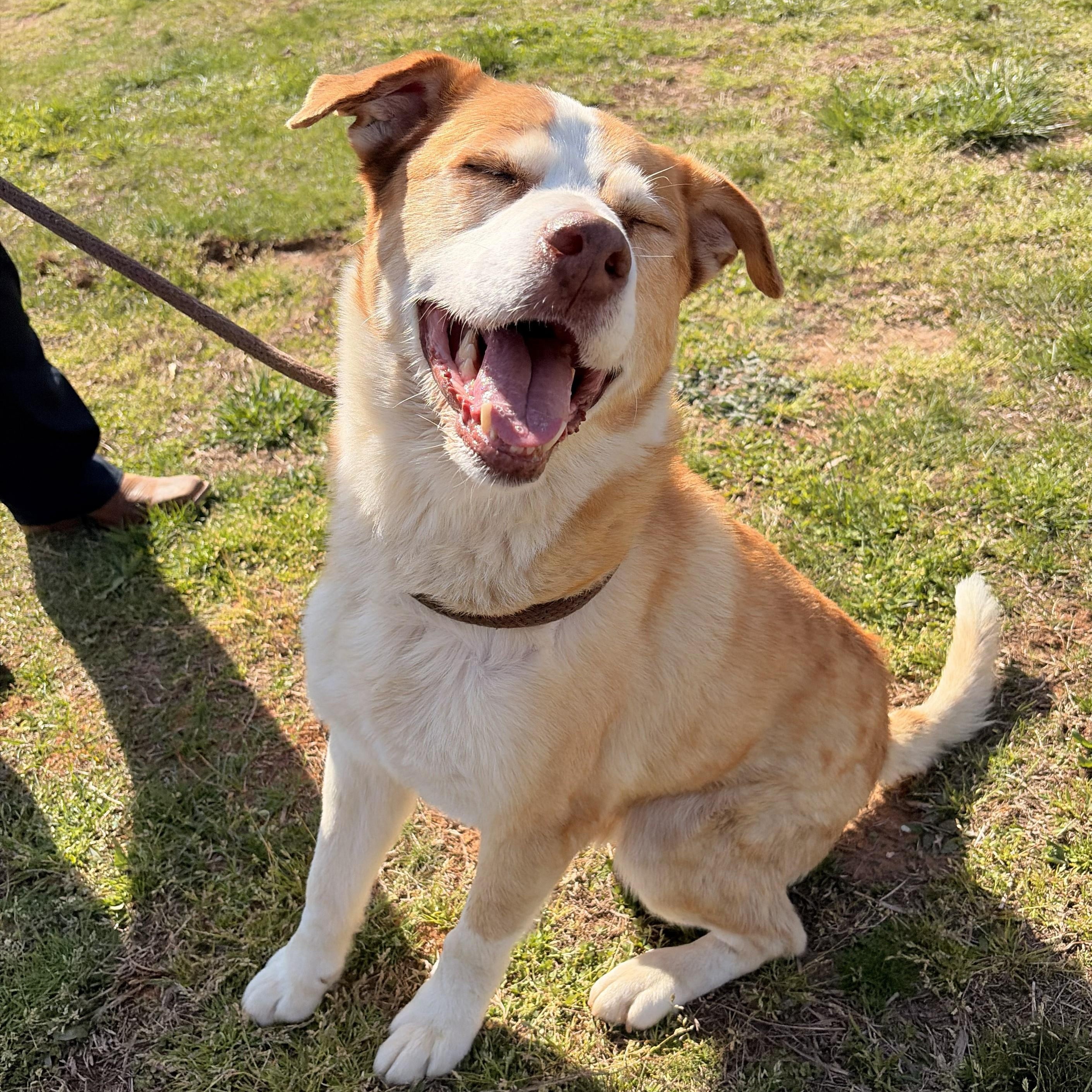 Enlarge Mooney, a ADOPTABLE mixed breed in Franklin, NC image 1/6