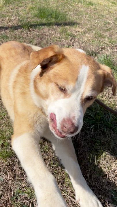 Enlarge Mooney, a ADOPTABLE mixed breed in Franklin, NC video 6/6