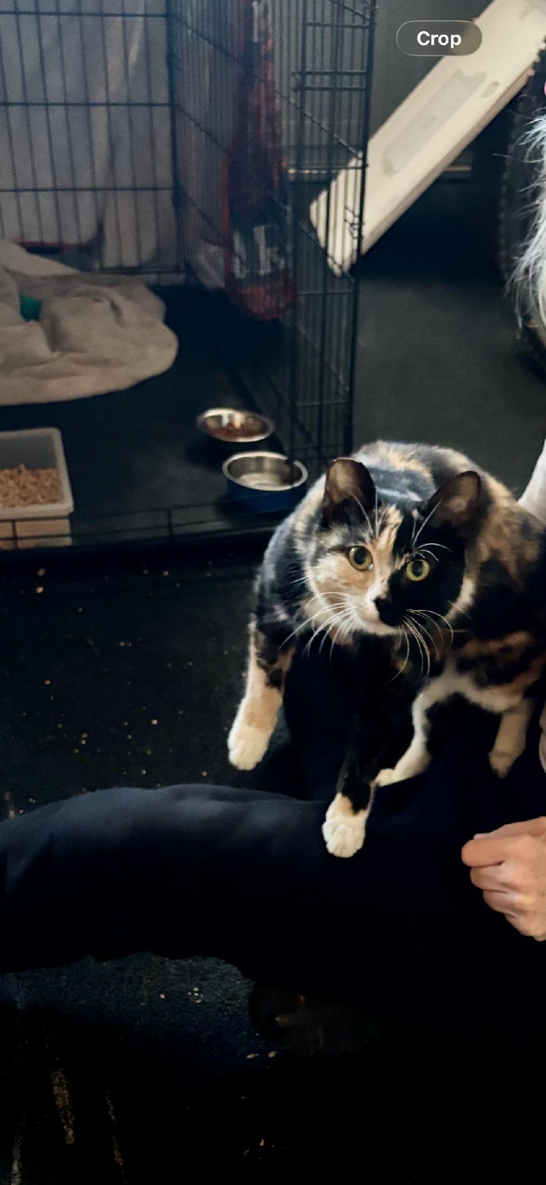 Eclipse, a ADOPTABLE Calico in Gilroy, CA image 2/3