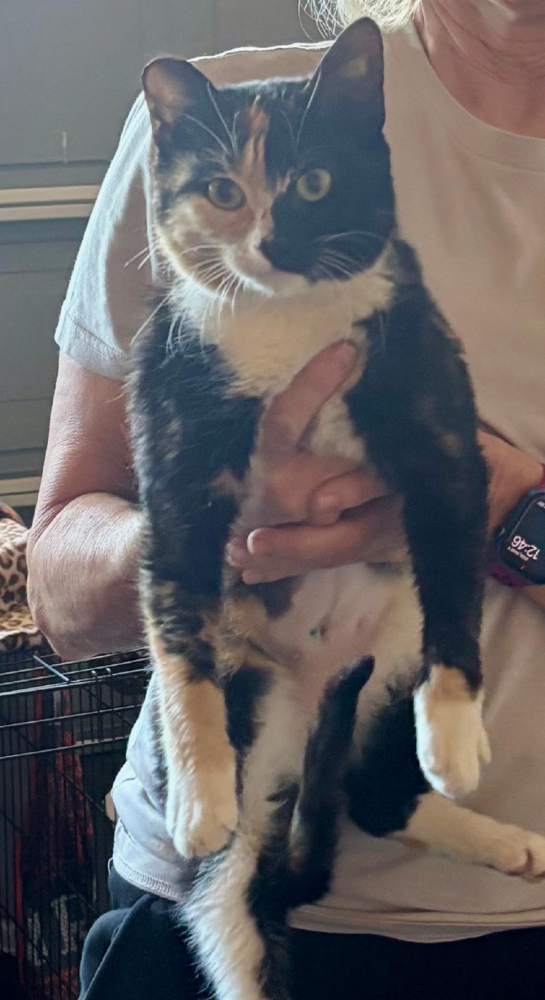 Eclipse, a ADOPTABLE Calico in Gilroy, CA image 3/3