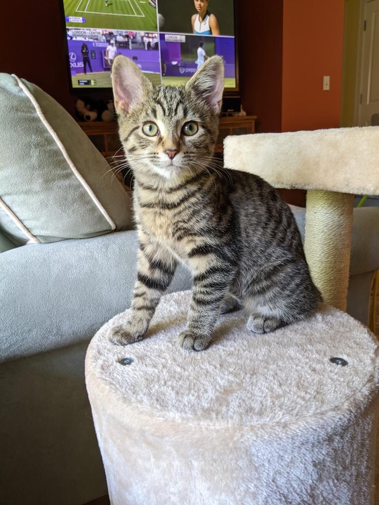 "Margo" / Nova***@ The Whisker Room Cafe***, Adoptable, Adult Female Domestic Short Hair.