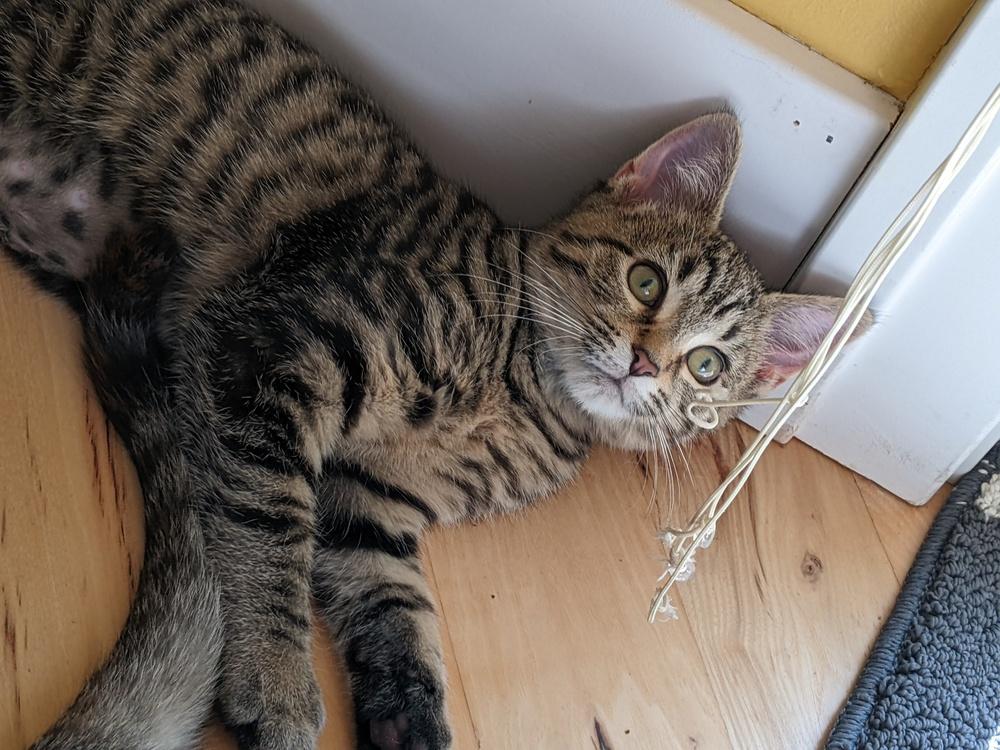 Enlarge "Margo" / Nova***@ The Whisker Room Cafe***, a Adoptable Domestic Short Hair in Muskegon, MI image 2/6